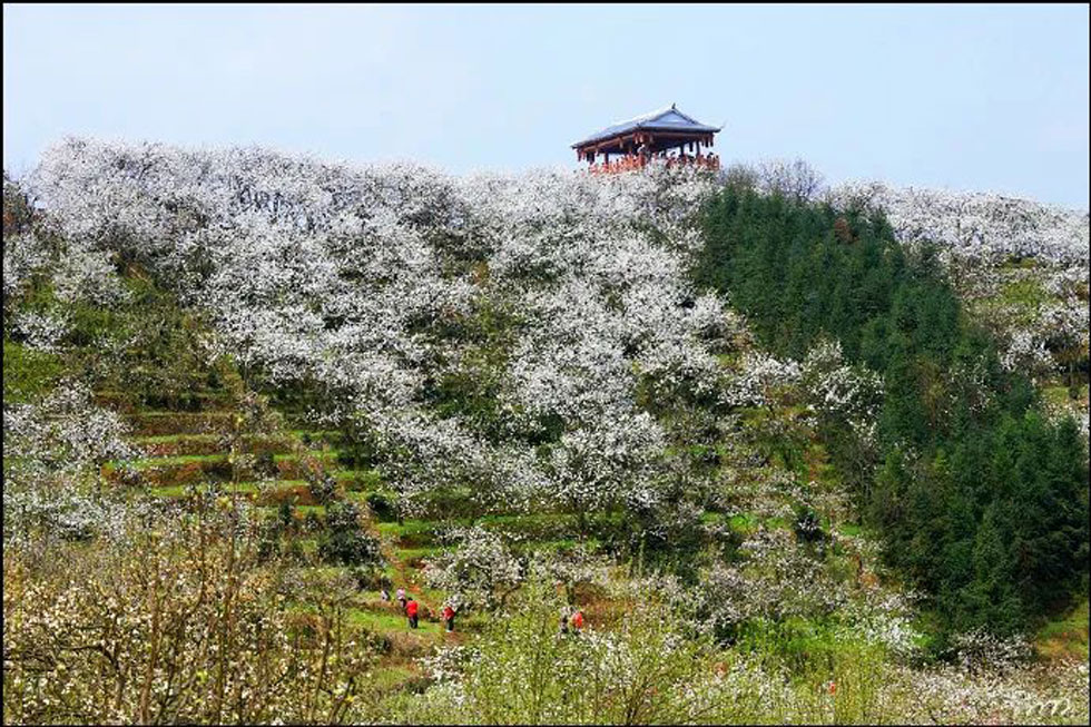 【春天，广西桂林灌阳县向您发出邀请！】我们在灌阳看梨花 - 游山玩水 - 大连生活社区 - 大连28生活网 dl.28life.com