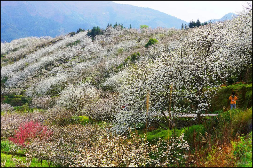 【春天，广西桂林灌阳县向您发出邀请！】我们在灌阳看梨花 - 游山玩水 - 大连生活社区 - 大连28生活网 dl.28life.com