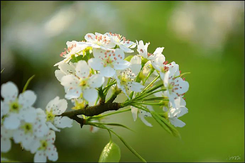 【春天，广西桂林灌阳县向您发出邀请！】我们在灌阳看梨花 - 游山玩水 - 大连生活社区 - 大连28生活网 dl.28life.com