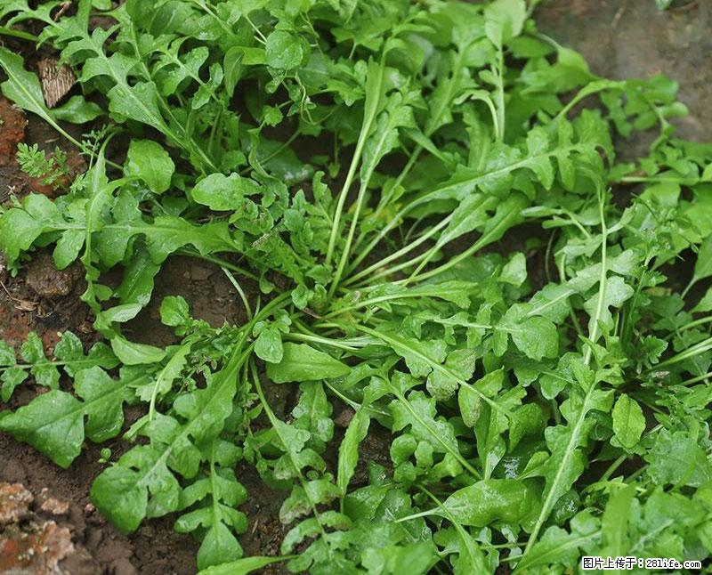 这些蔬菜是“天然钙片”，这6种被医生重点推荐 - 大连生活资讯 - 大连28生活网 dl.28life.com