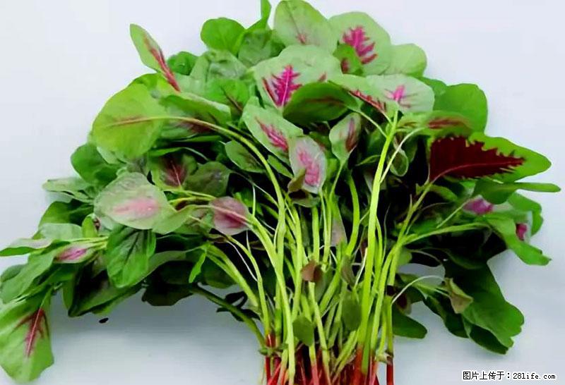 这些蔬菜是“天然钙片”，这6种被医生重点推荐 - 大连生活资讯 - 大连28生活网 dl.28life.com