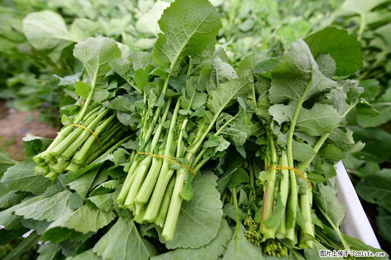 这些蔬菜是“天然钙片”，这6种被医生重点推荐 - 大连生活资讯 - 大连28生活网 dl.28life.com